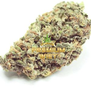 Northern Lights