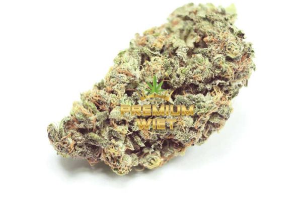 Northern Lights